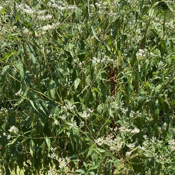 boneknit comfrey salve wild foraged known for healing properties - Picture 6 of 6